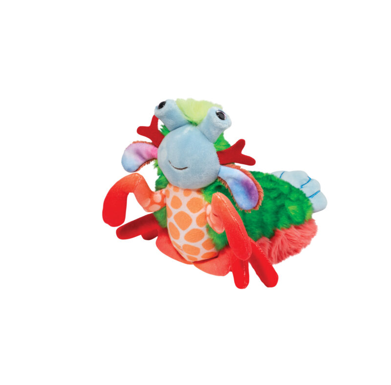 Punchie Mantis Shrimp