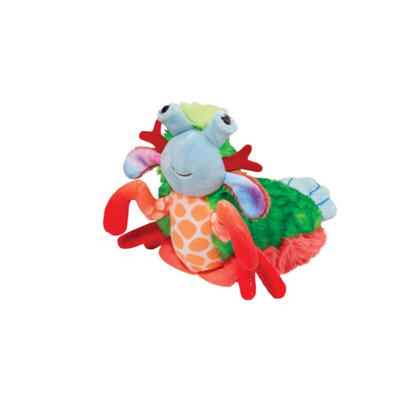 Punchie Mantis Shrimp