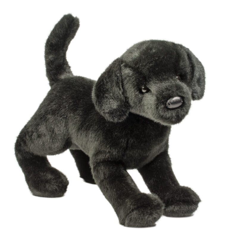 Chester Black Lab