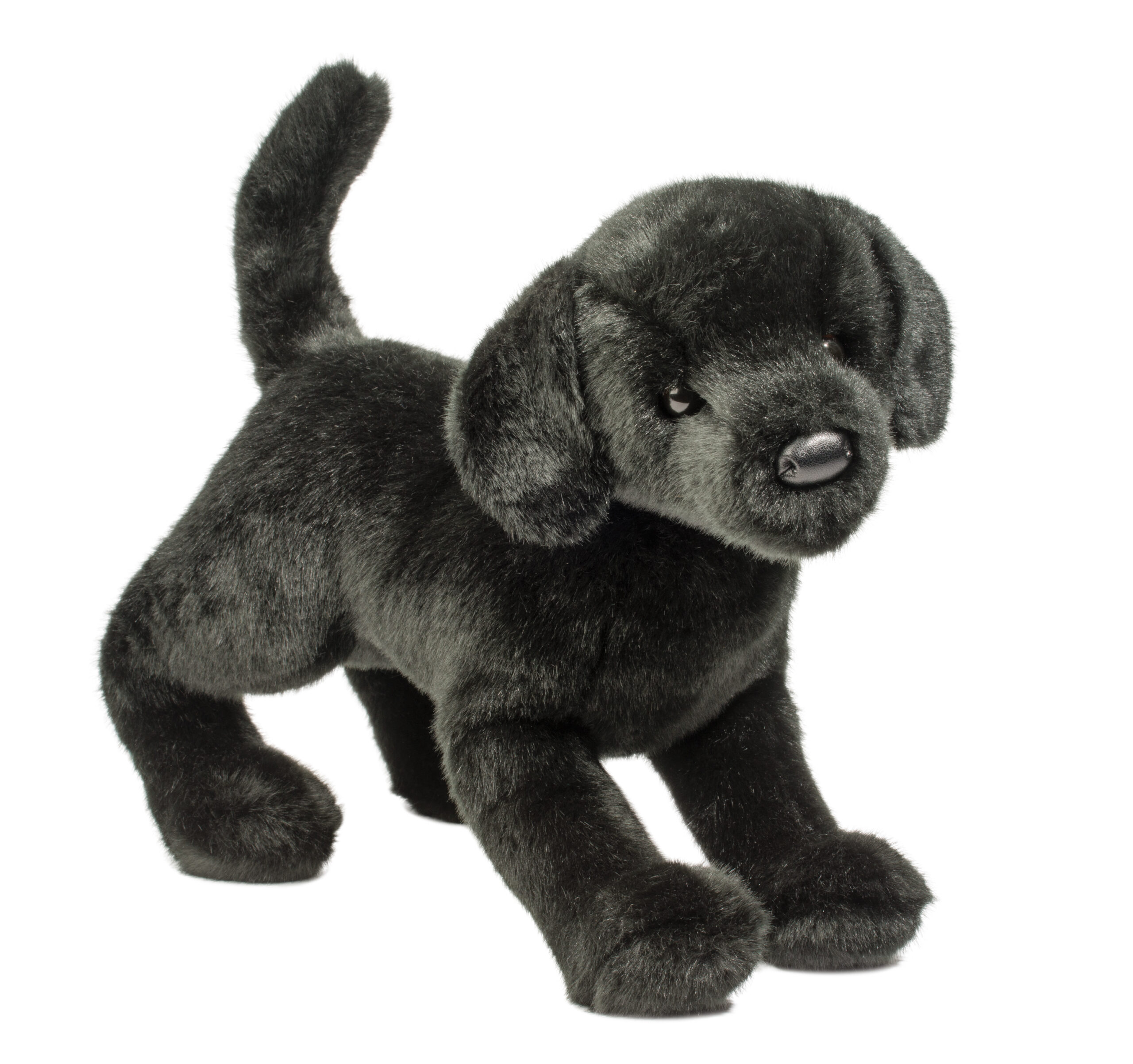 Chester Black Lab