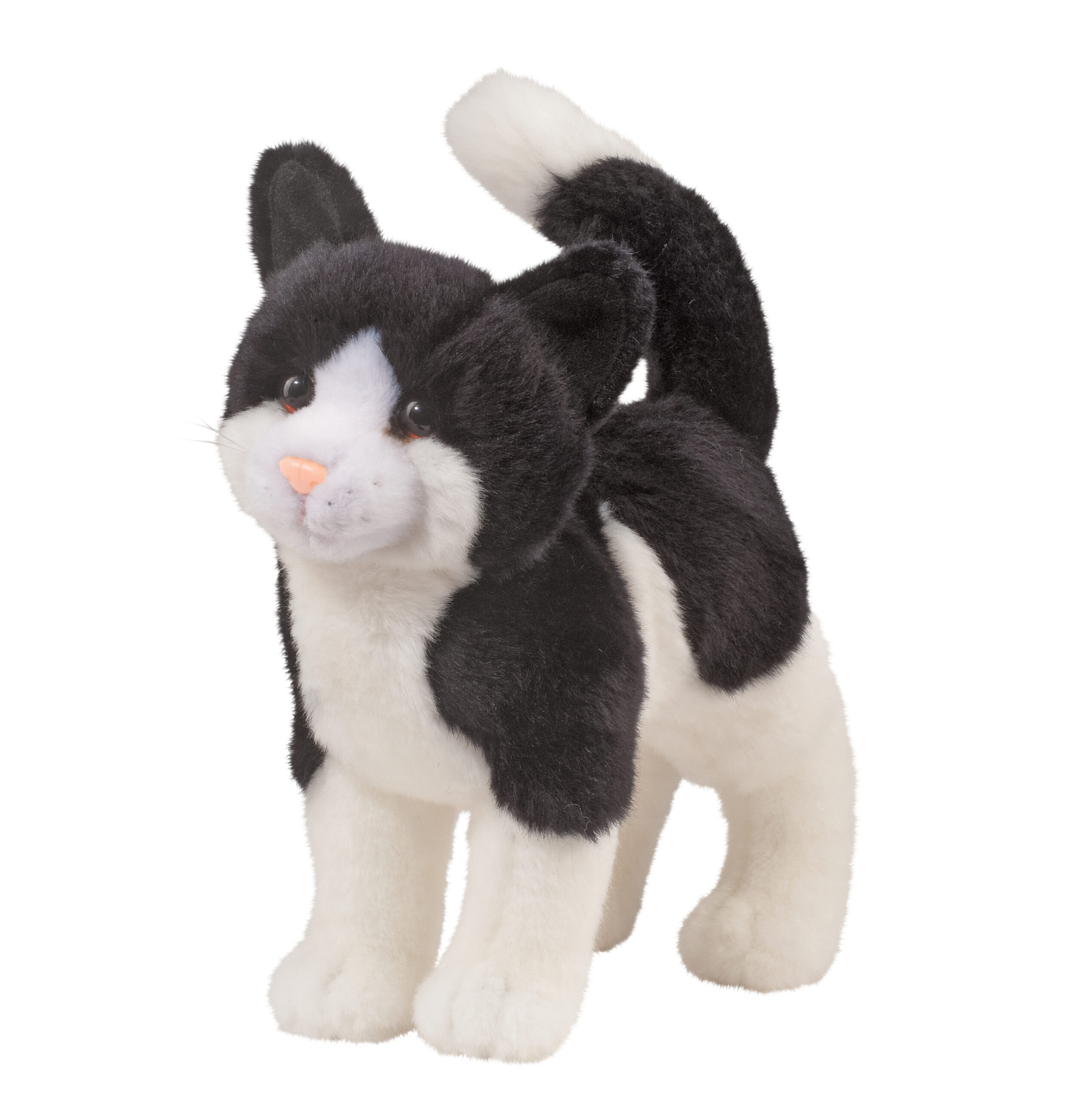Scooter Black & White Cat