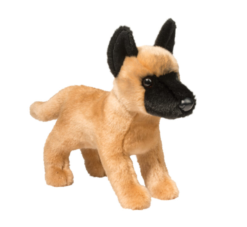 Klaus Belgian Malinois