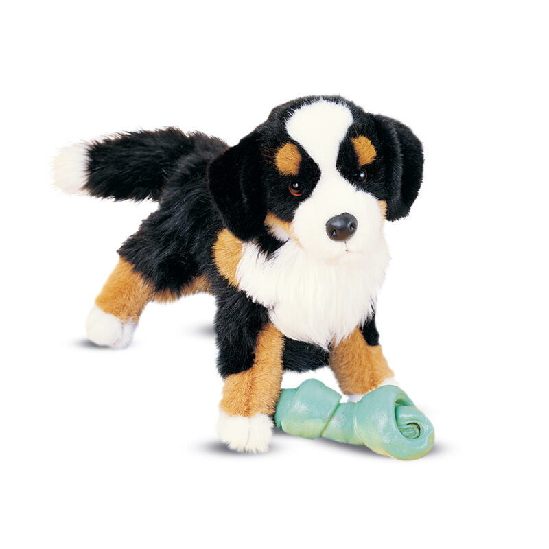 Trevor Bernese Mountain Dog