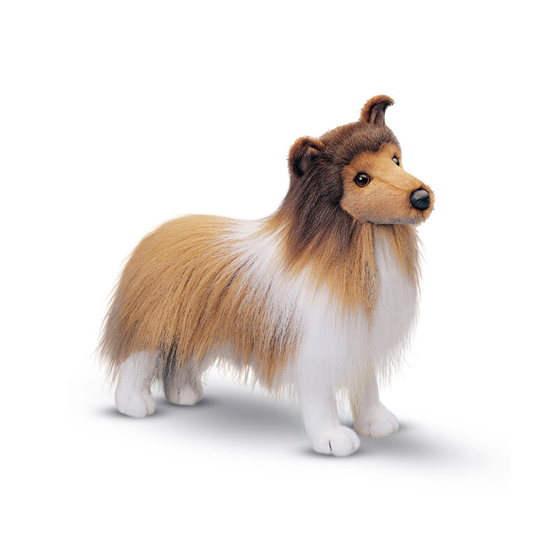 Dixie Sheltie