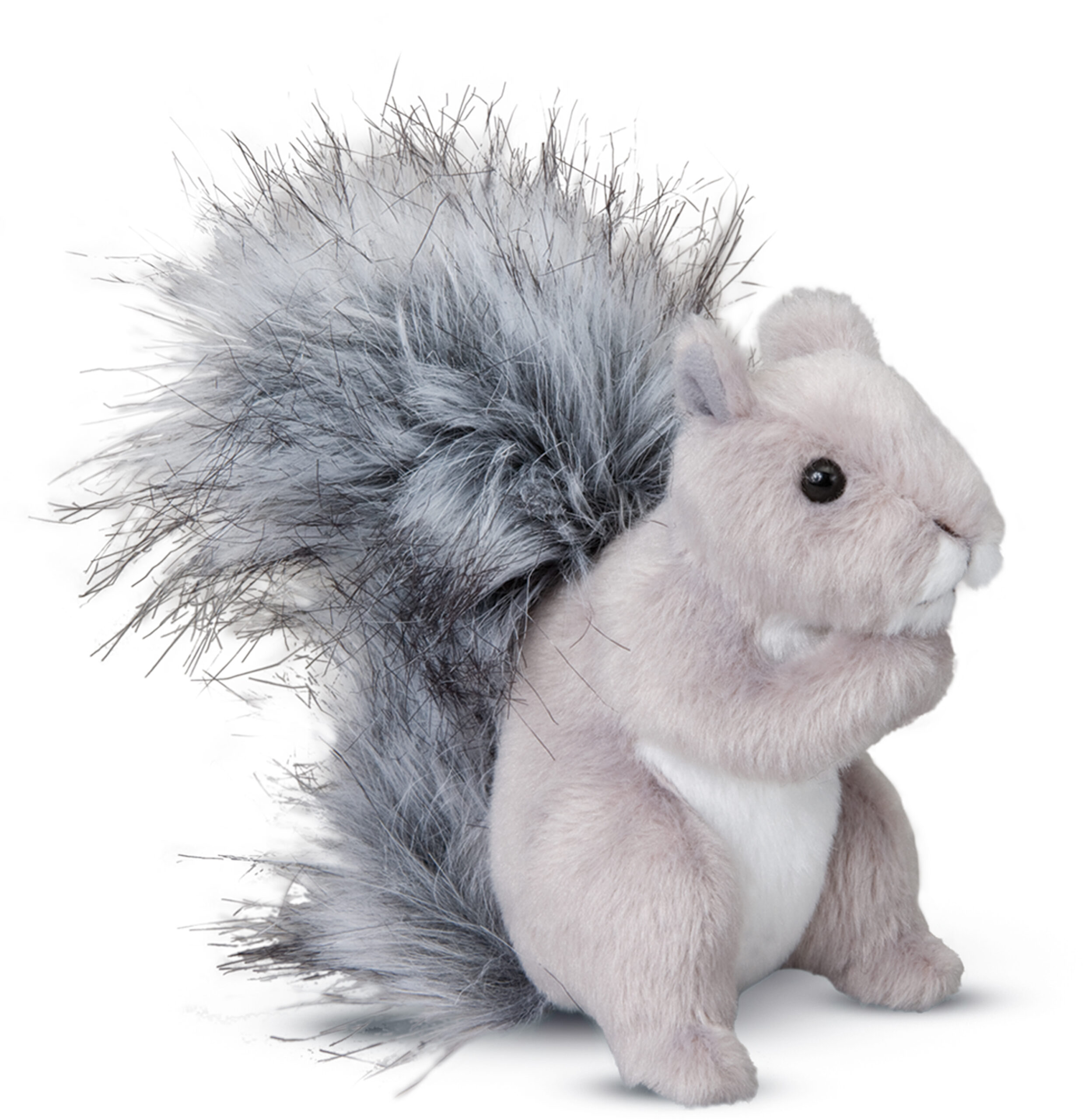 Shasta Gray Squirrel