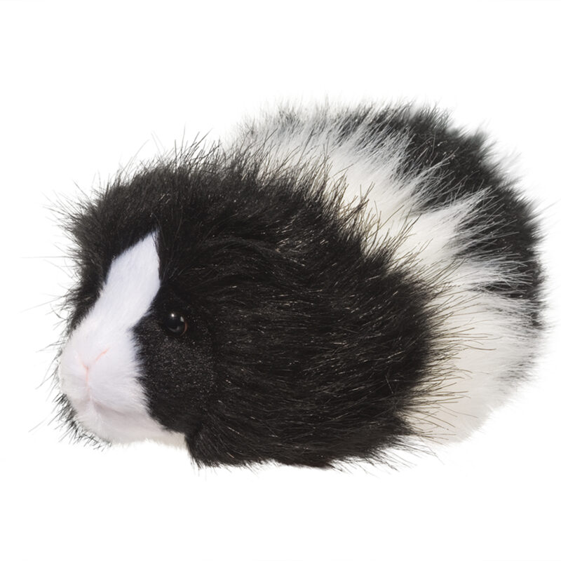 Angora Guinea Pig